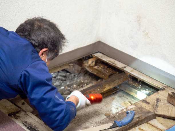 Best Post-Flood Mold Remediation in Lone Grove, OK