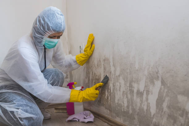 Best Kitchen Mold Remediation in Lone Grove, OK