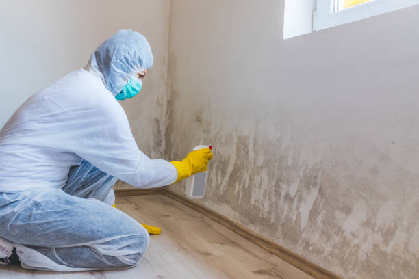 Professional Mold Remediation in Lone Grove, OK