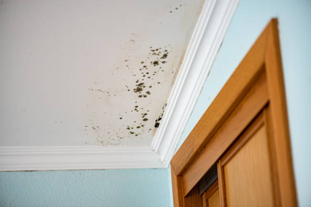 Best Black Mold Remediation in Lone Grove, OK