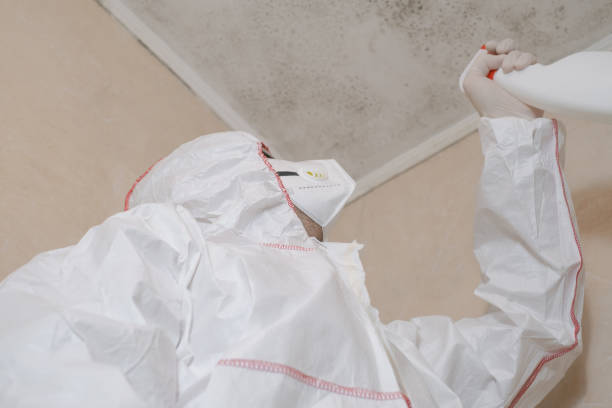 Best Residential Mold Remediation in Lone Grove, OK