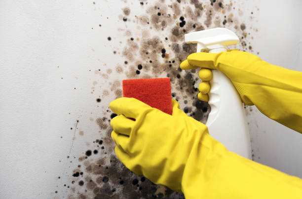 Best Insurance-Related Mold Remediation in Lone Grove, OK